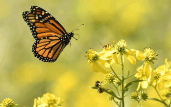 monarch butterfly